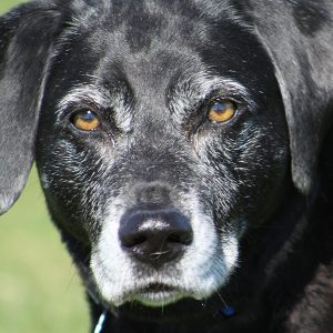 solicitor-estate-agents-Scotland