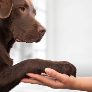 solicitor estate agents quote