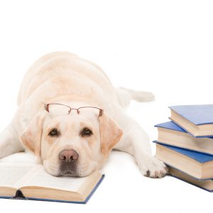 solicitor-estate-agents-Law Society Scotland