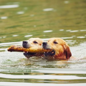 solicitor-estate-agents-work-together