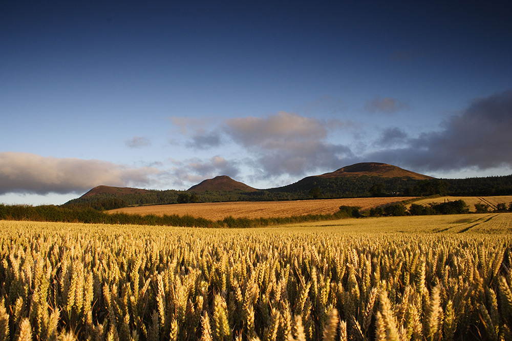 Eildon Sunrise. Cornfield just outside Newtown St. Boswells. Photo by Steve Wyper