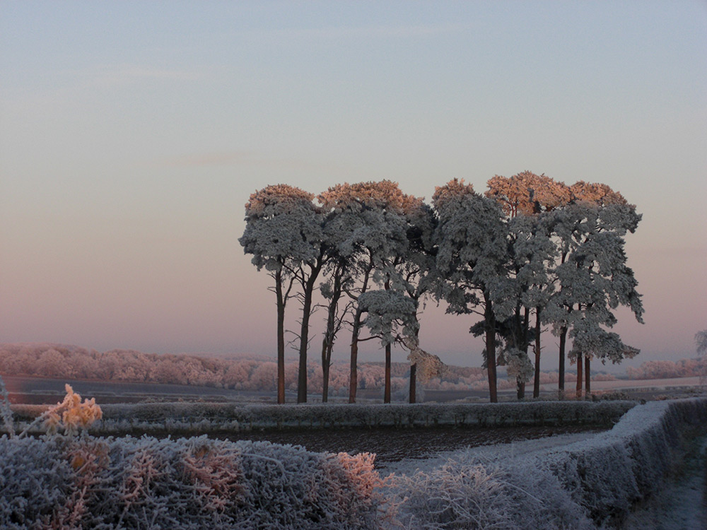 Scots Pines at Smailholm, St Boswells. Photo by Alison MacGregor