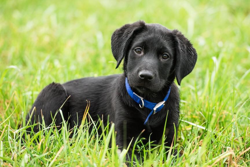 Charlie Legal Labrador