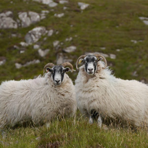 Blackface Sheep